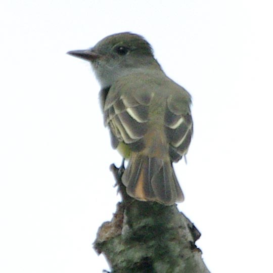 Great crested flycatcher