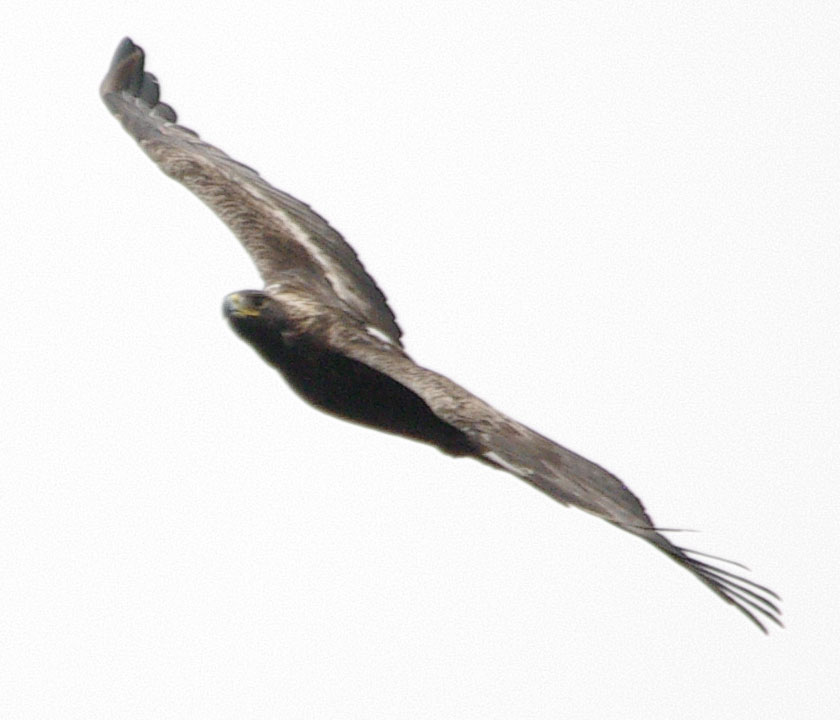 Golden eagle on a soar