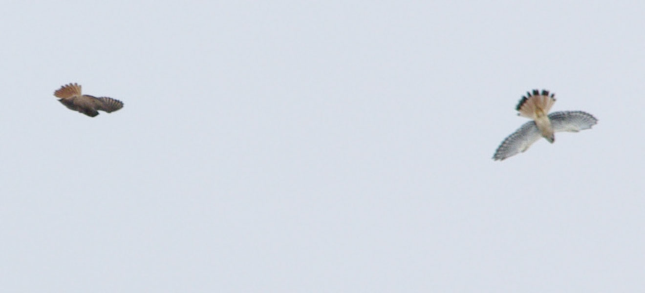 Two kestrels, one upside-down