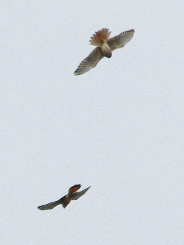 Two kestrels, pursuit
