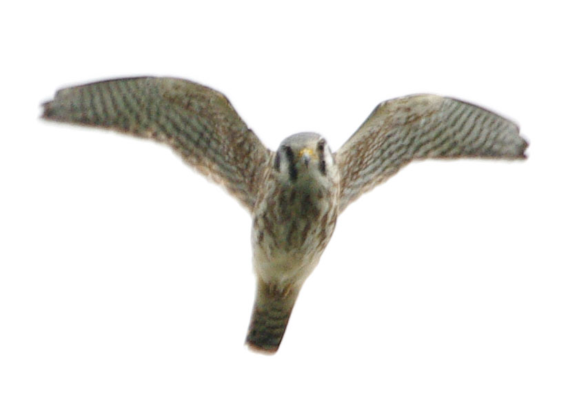 Incoming kestrel