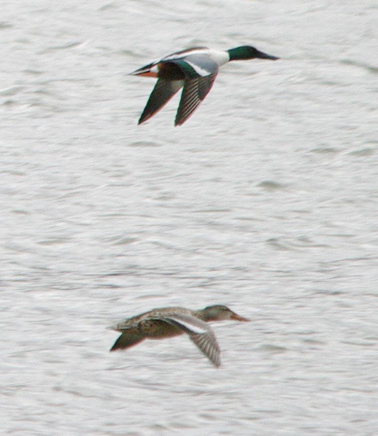 Northern shoveler pair