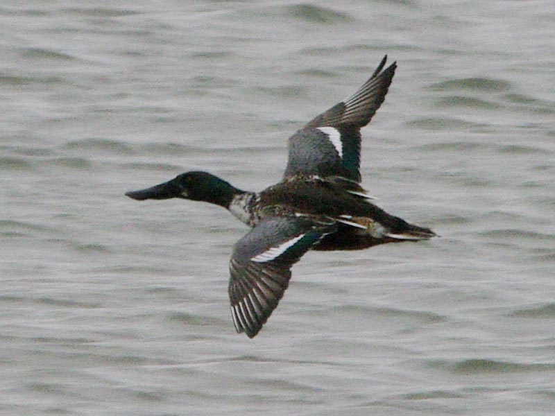 Immature male northern shoveler