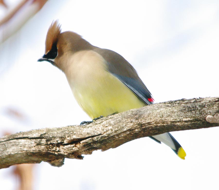 Noble cedar waxwing