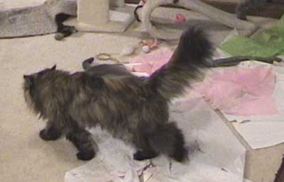 Raised tail of feline greeting