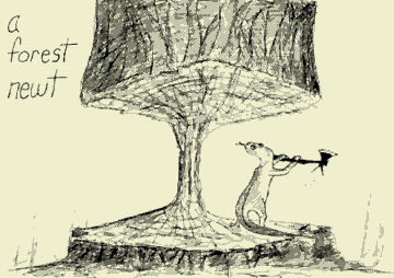 Forest newt