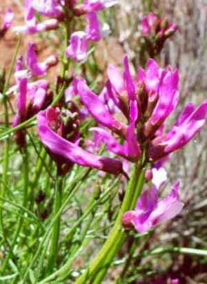 Purple flower