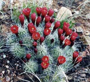 Cactus flowers