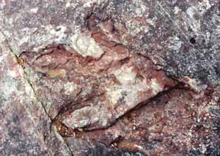 Dinosaur track