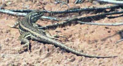 Lizard