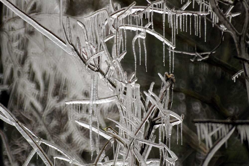 Delicate icicles