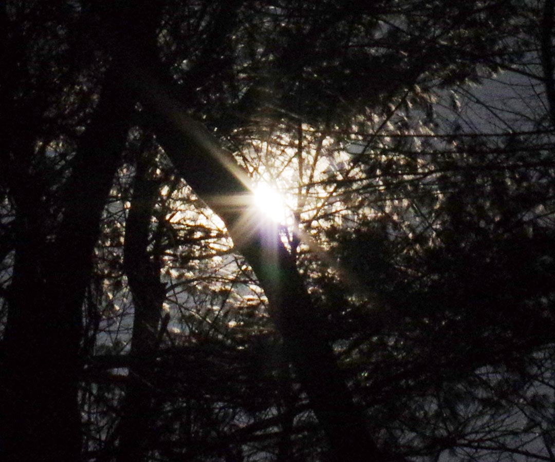Moon through trees