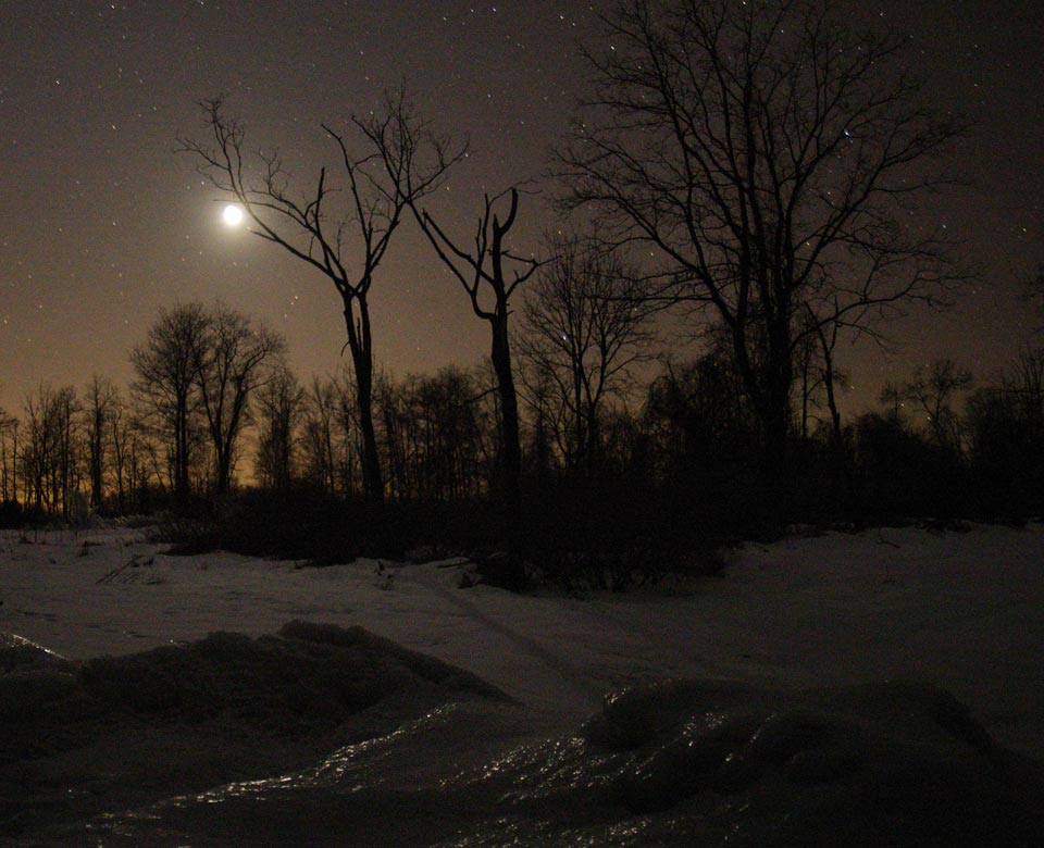 Quarter moon through tree and clouds