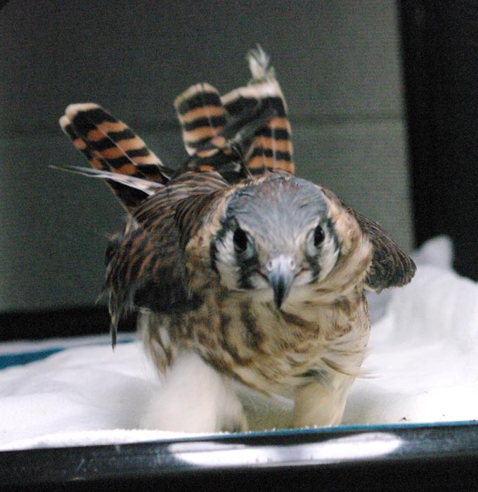 Kay the kestrel