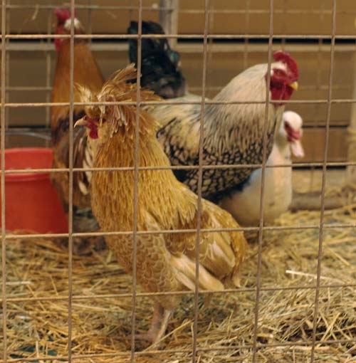 Roosters for petting