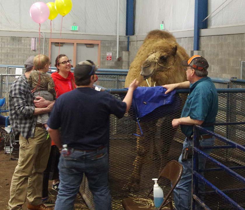 Kylee the camel