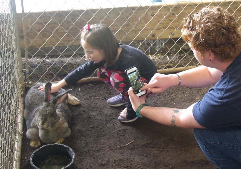 Giant rabbits
