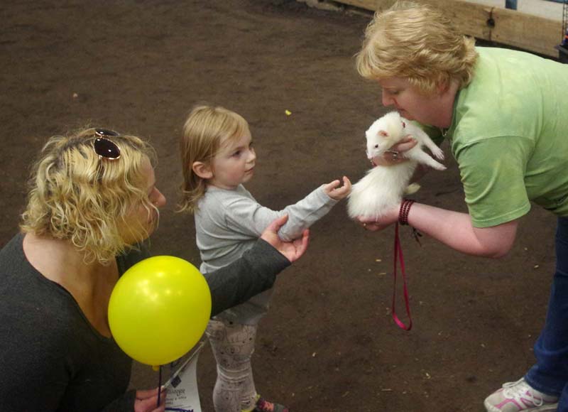 Ferret pet